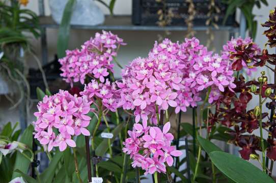 Plancia ëd Epidendrum radicans Pav. ex Lindl.