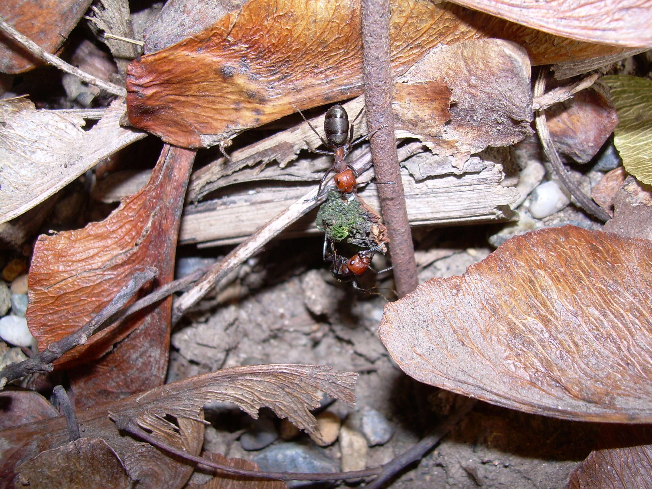 Слика од Formica obscuripes Forel 1886