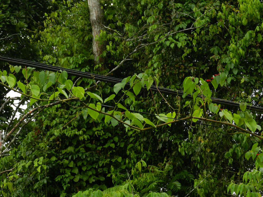 Image of Cissus biformifolia Standl.