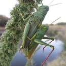 Image of Green Bird Grasshopper