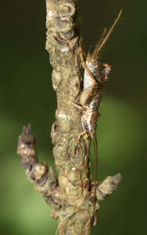 Image of Orthoptera