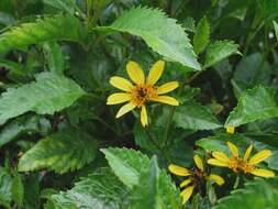 صورة Bidens hawaiensis A. Gray