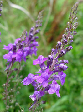 Image of Purple Toadflax