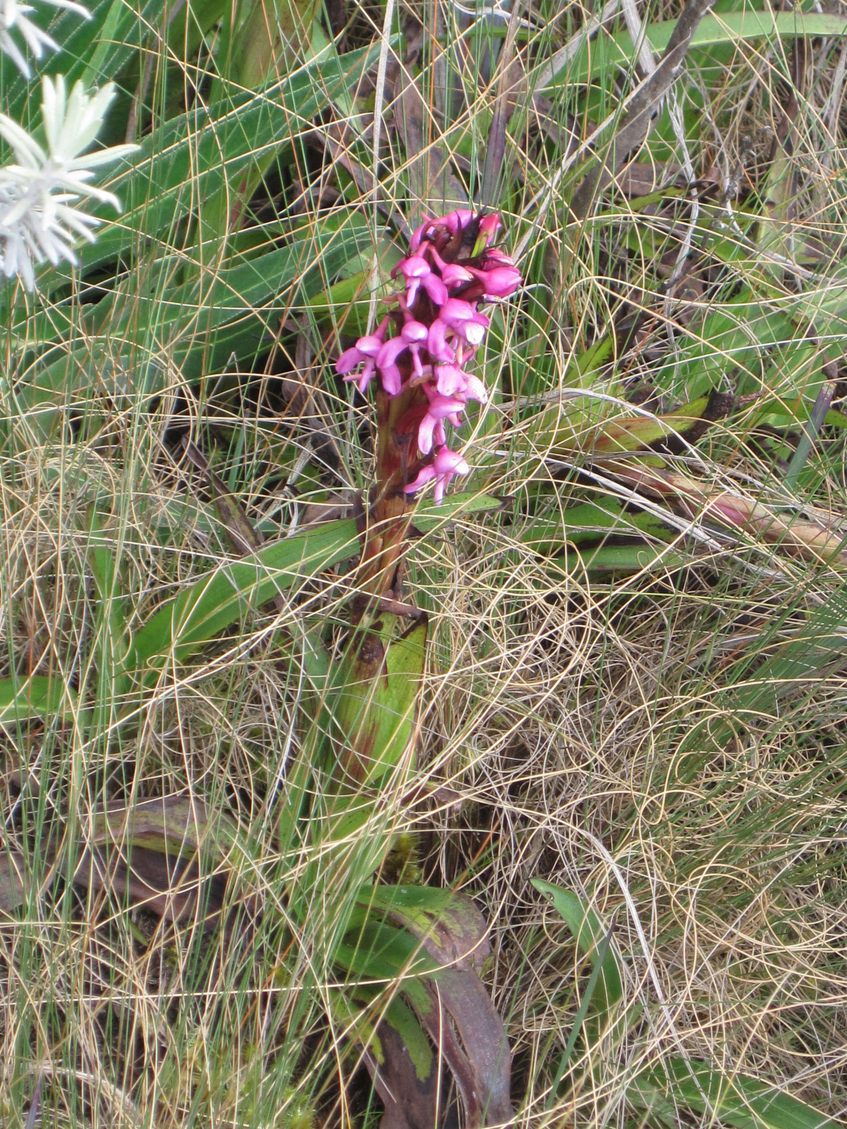 Imagem de Disa stairsii Kraenzl.