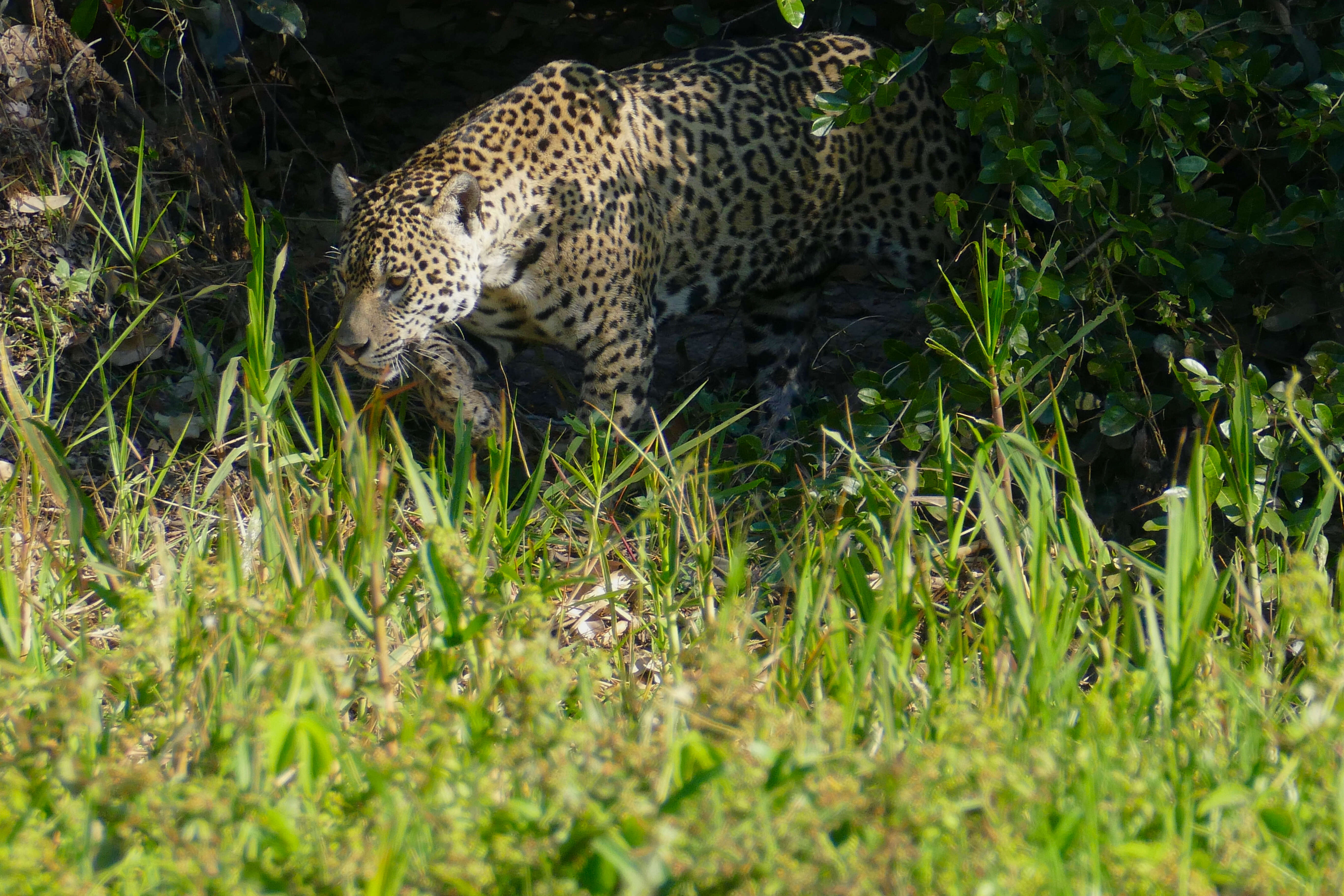 Image of Jaguar