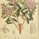 Imagem de Rhododendron trichostomum var. ledoides (I. B. Balf. & W. W. Smith) Cowan & Davidian