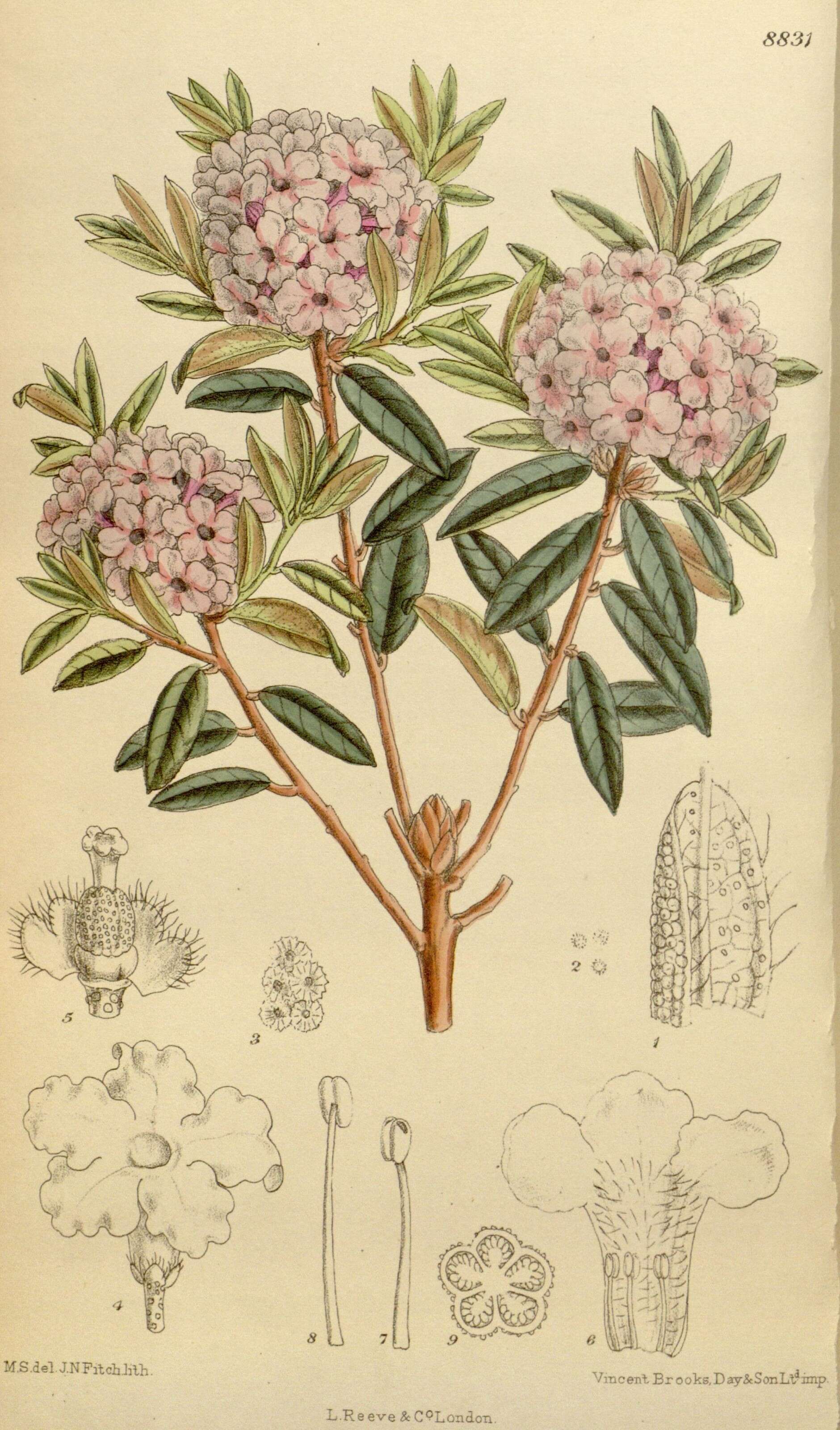 Image of Rhododendron trichostomum Franch.