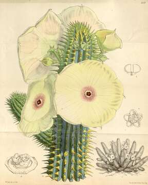 Image of Hoodia gordonii