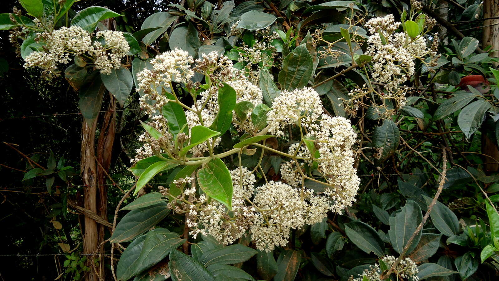 Image of propeller tree family