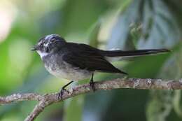 Image of Grey Fantail