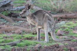 Image of Macropus giganteus giganteus Shaw 1790