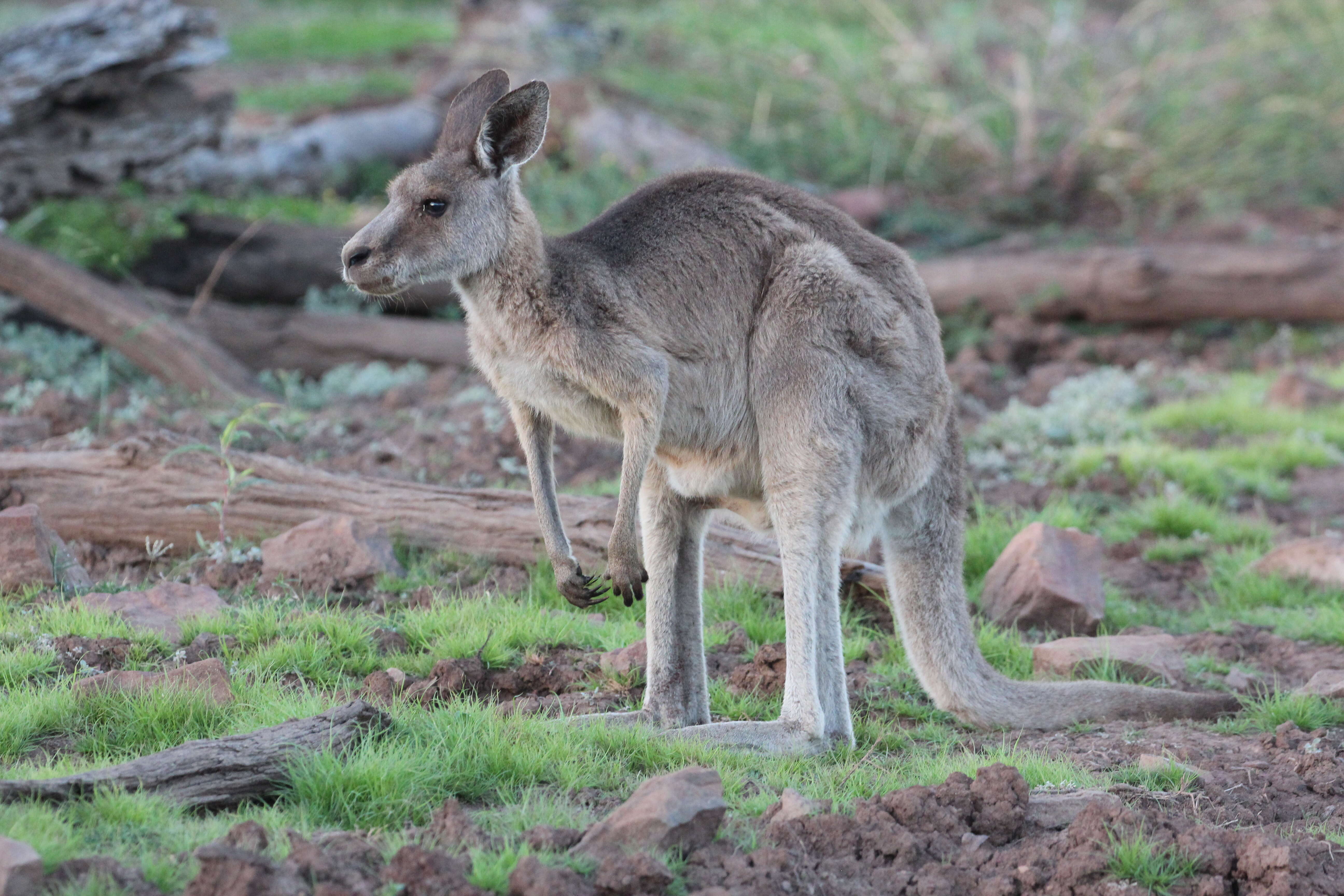 Image of Macropus giganteus giganteus Shaw 1790