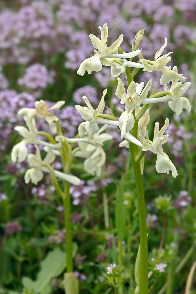 Image of Man Orchids