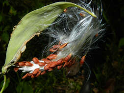 Image of milkweed