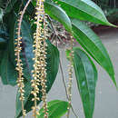 Image of Lunania parvifolia