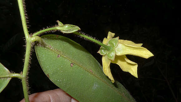 Image of Guatteria macropus Mart.