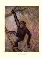 Image of Chimpanzees