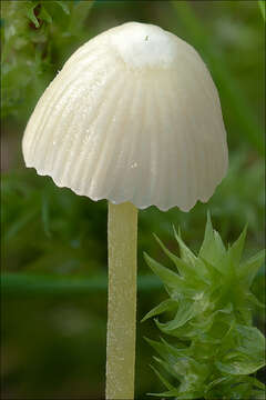 Image of Bonnet Mushroom