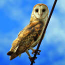 Image of American Barn Owl
