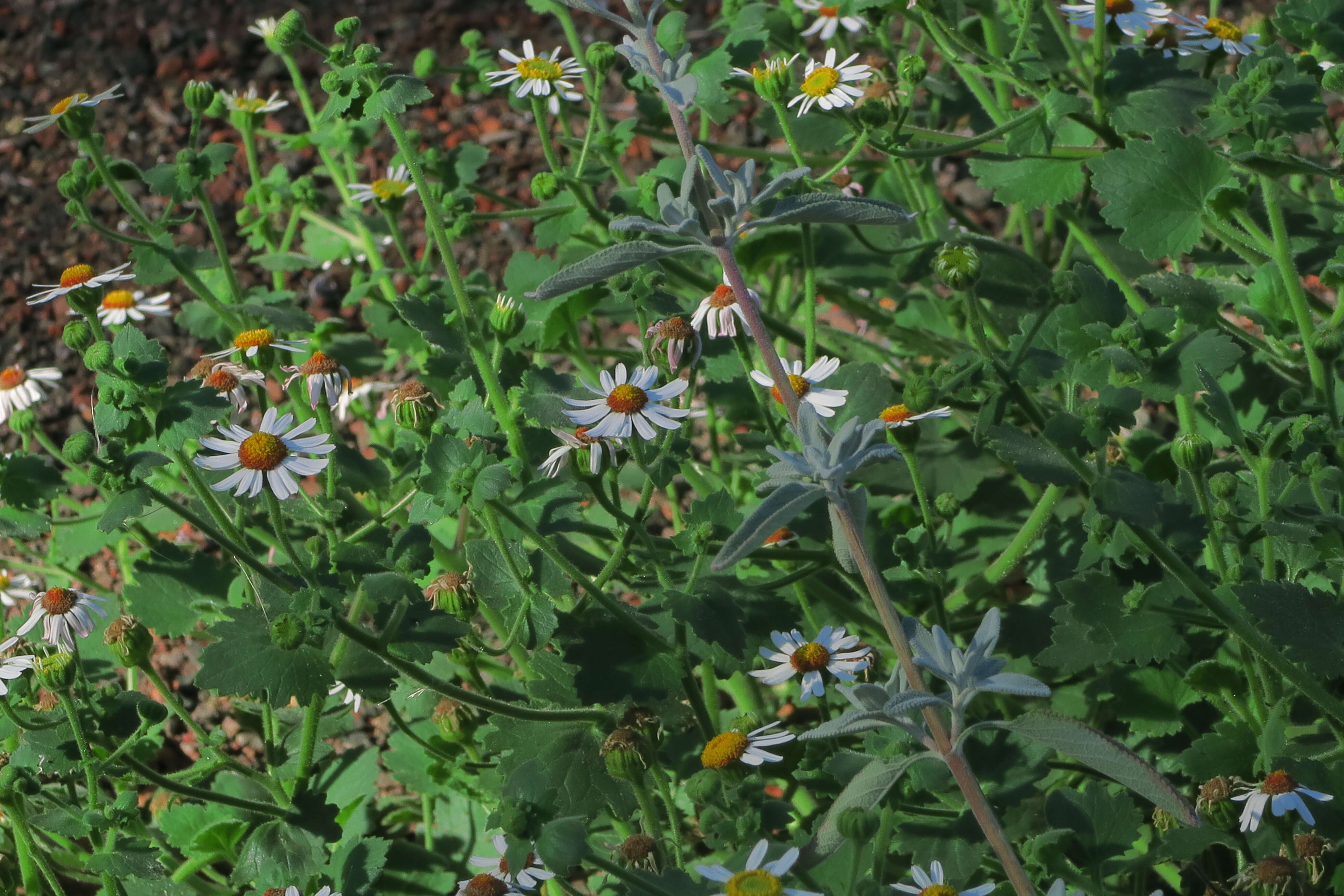 Image of Amauria rotundifolia Benth.