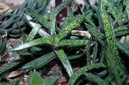 Image of Gasteria obliqua (Aiton) Duval