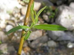 Image of willow