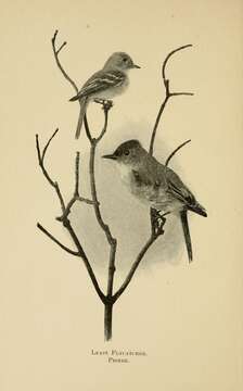 Image of Empidonax Cabanis 1855