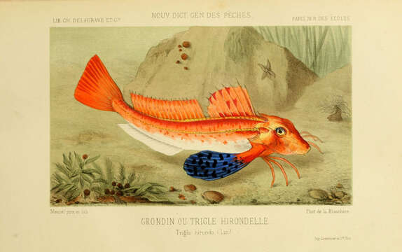 Imagem de Chelidonichthys lucerna (Linnaeus 1758)