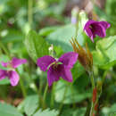 Image of Selkirk's violet