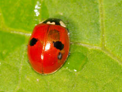 Image of ladybird beetles