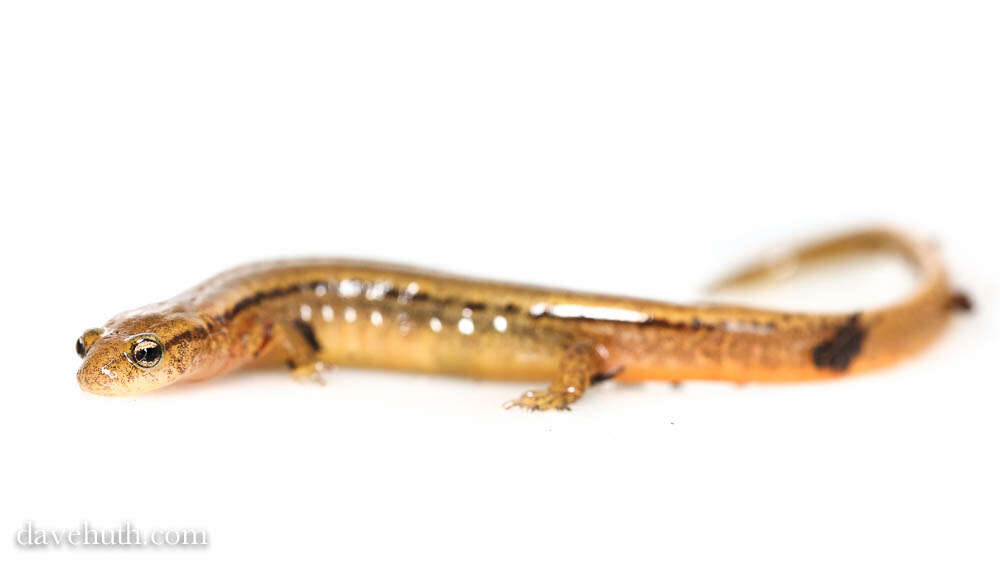 Image of Brook salamander