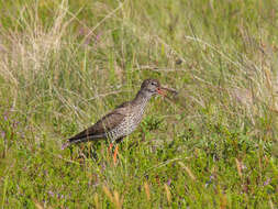 Image of Tringa Linnaeus 1758