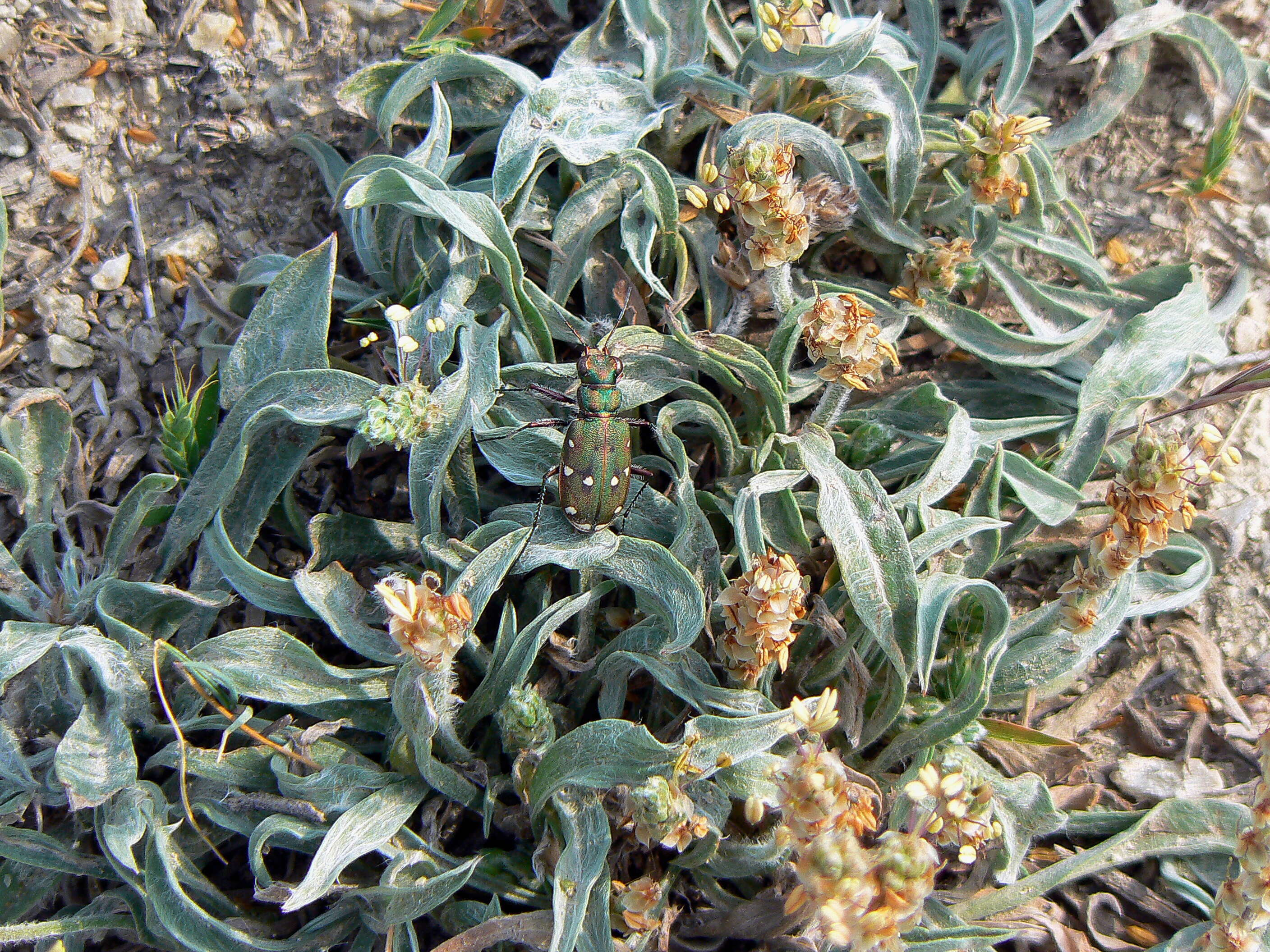 Plantago albicans L. resmi