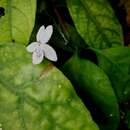 Pseuderanthemum polyanthum (C. B. Cl.) Merrill resmi