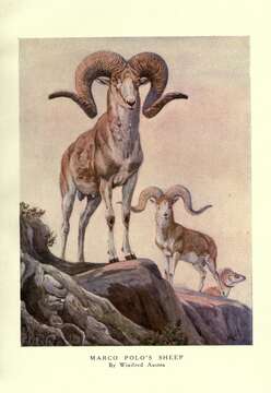 Image of Marco Polo sheep