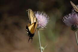 Papilio resmi
