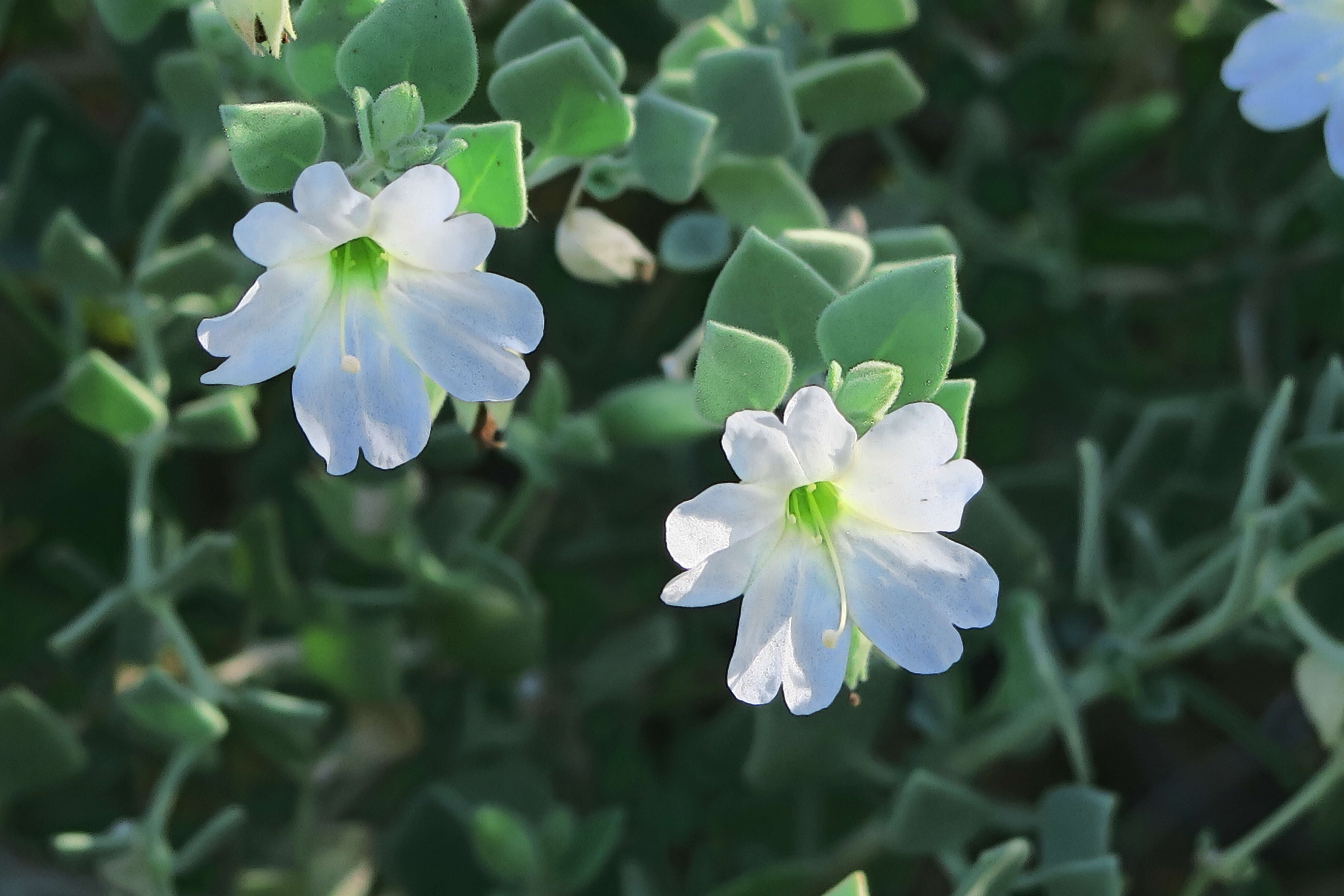 Слика од Mirabilis laevis var. villosa (Kellogg) Spellenberg