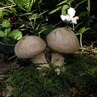 Imagem de Lycoperdon perlatum Pers. 1796