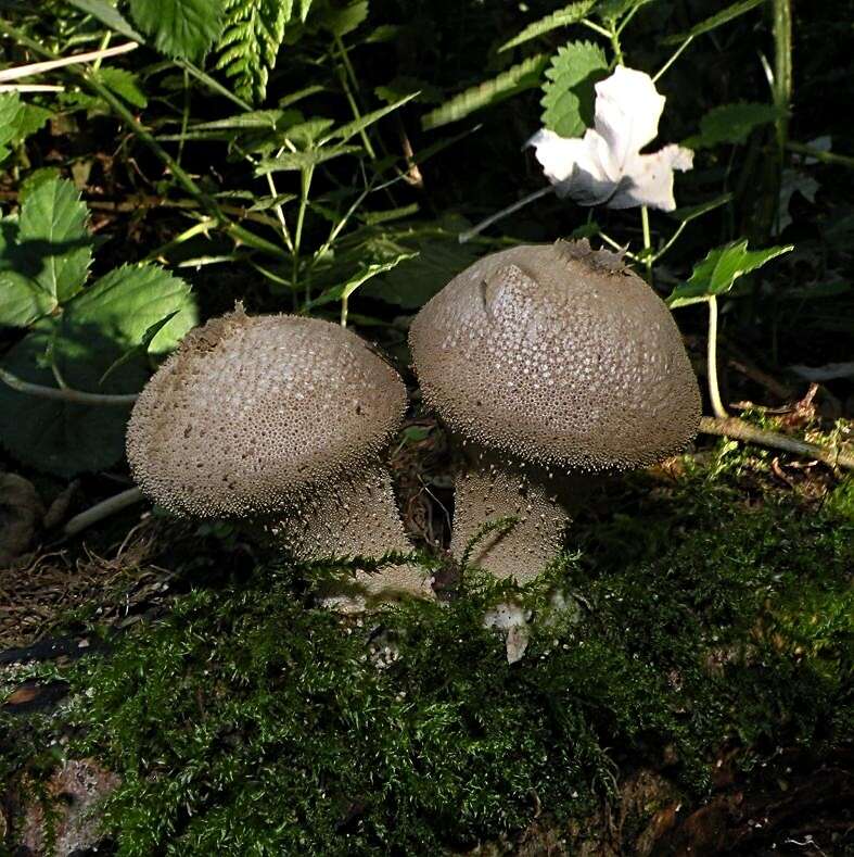 Image of Lycoperdon