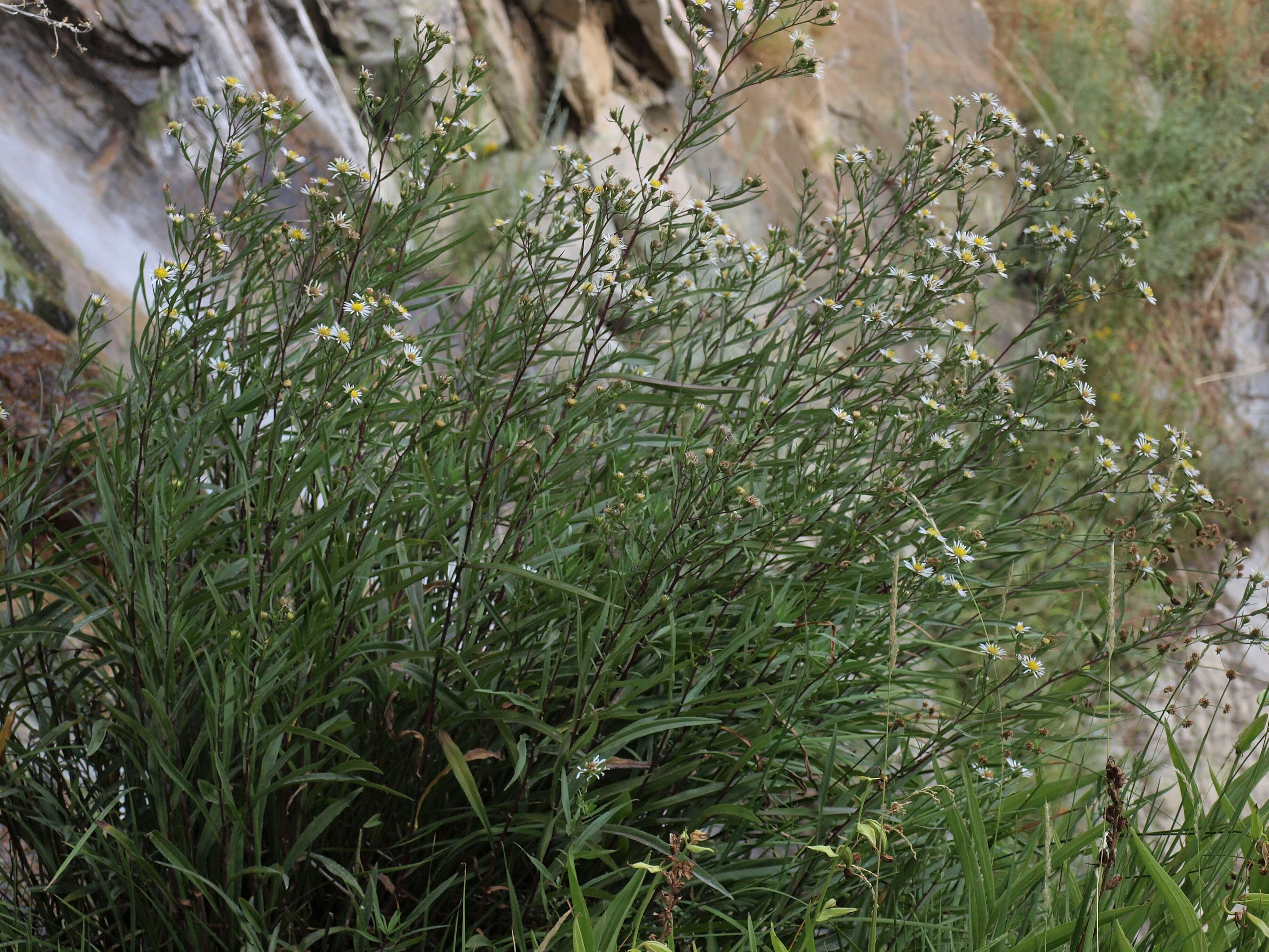 صورة Symphyotrichum lanceolatum (Willd.) G. L. Nesom