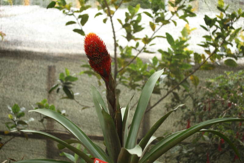 Image of Guzmania conifera (André) André ex Mez