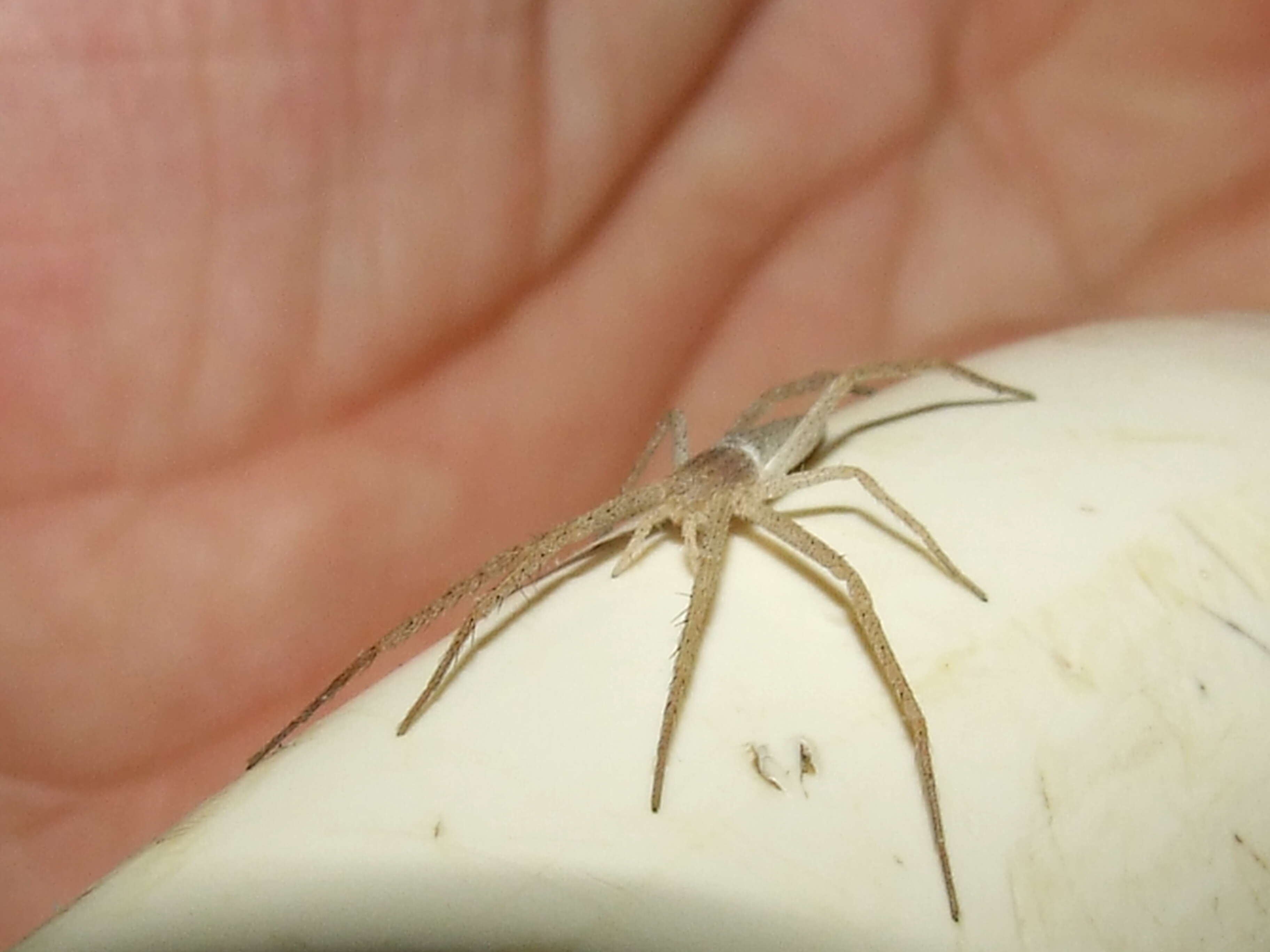 Image of long-legged sac spiders