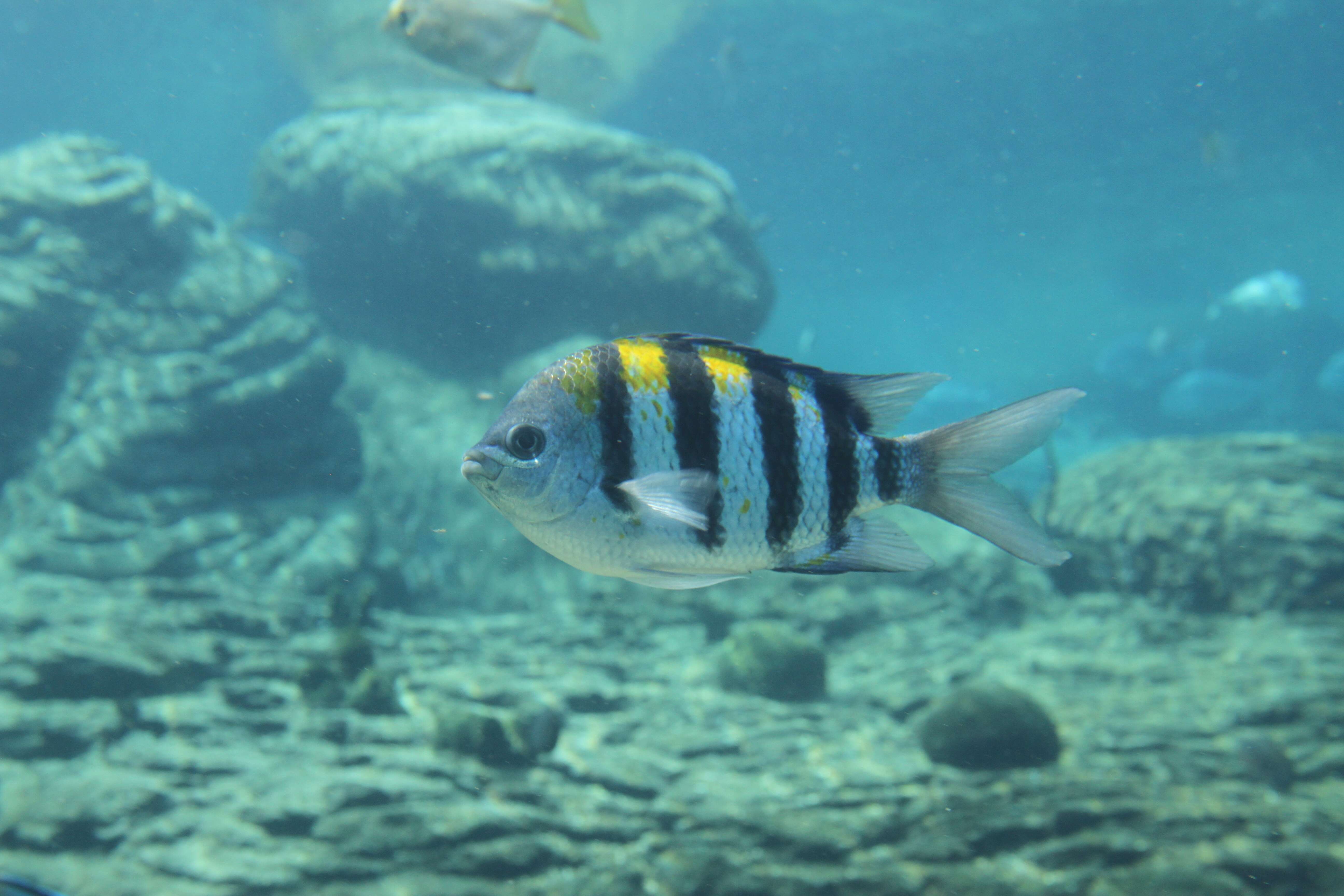 Image of Indo-Pacific sergeant