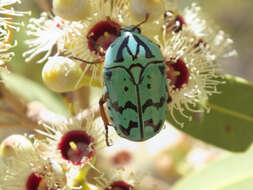 Image of flower chafers (beetles)