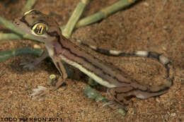 Trigonodactylus Haas 1957 resmi