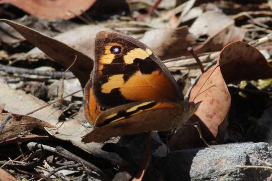 Image of Heteronympha merope merope