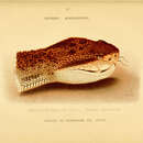 Image of Lachesis acrochorda (Garcia 1896)
