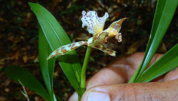 Aspasia variegata Lindl.的圖片