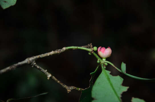 Image de Illicium parvifolium Merr.