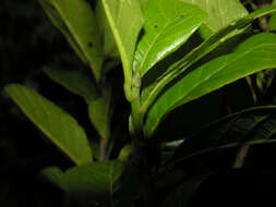Image of Sloanea obtusifolia (Moric.) K. Schum.